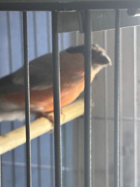 Bouvreuil mutation 120 34400 Lunel