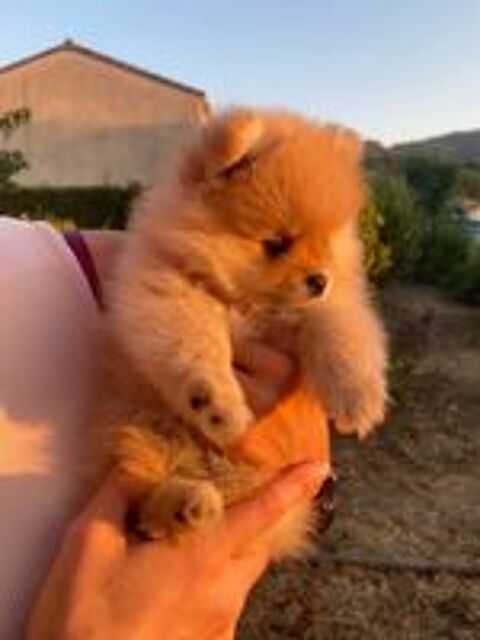   Spitz nain  