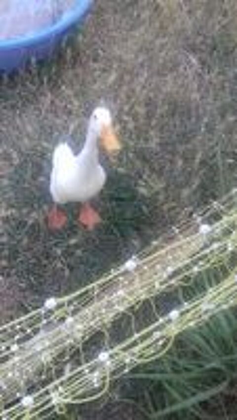   canard ornement 