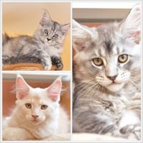   Chatons Maine Coon LOOF  