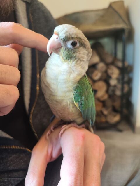 Conure de molina eam 300 34750 Villeneuve-ls-maguelone