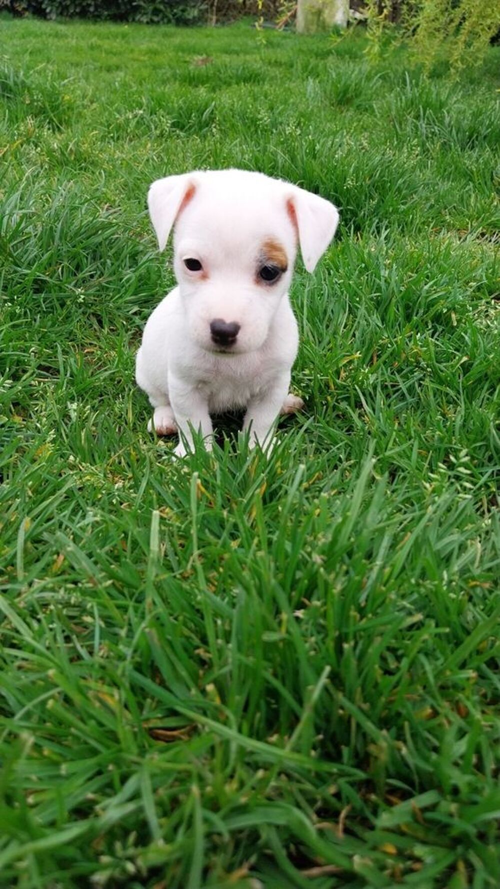  A rserv 6 chiots type Jack russel.  