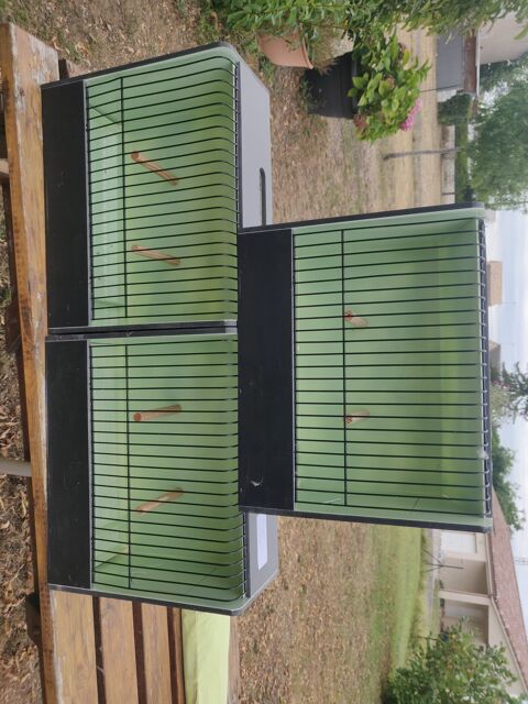 cages concours canaris 40 31790 Saint-jory