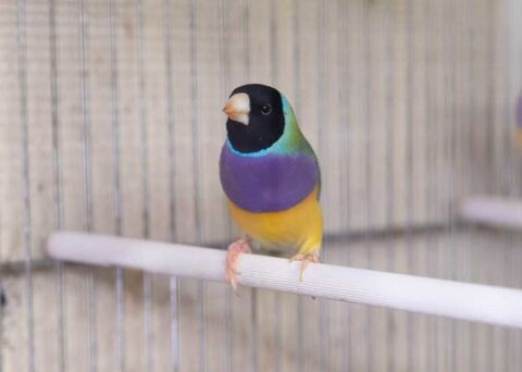 Diamant de gould 45 94490 Ormesson-sur-marne