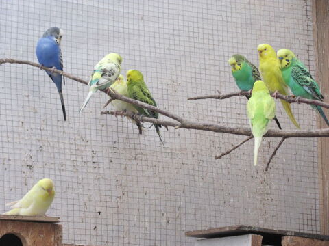 Perruches ondul&eacute;es 10 21230 Arnay-le-duc