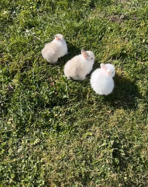 Magnifique lapin extra nain 
Mâle et femelle 
30 37300 Jou-ls-tours
