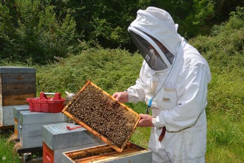 essaims d'abeilles 64470 Montory