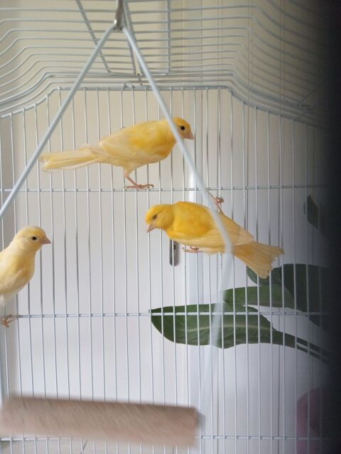 canaris 2026 20 37110 Saunay