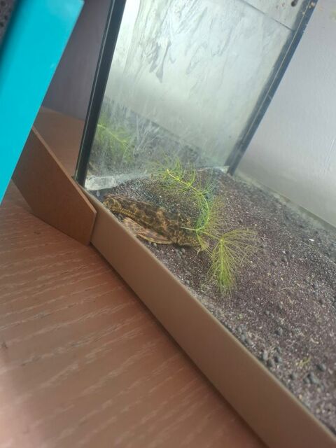 Jeune pleco 20 83460 Les arcs