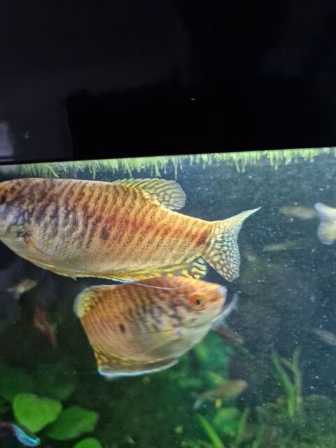  gourami  bleu jaune leeri 
0 33160 Saint-m�dard-en-jalles