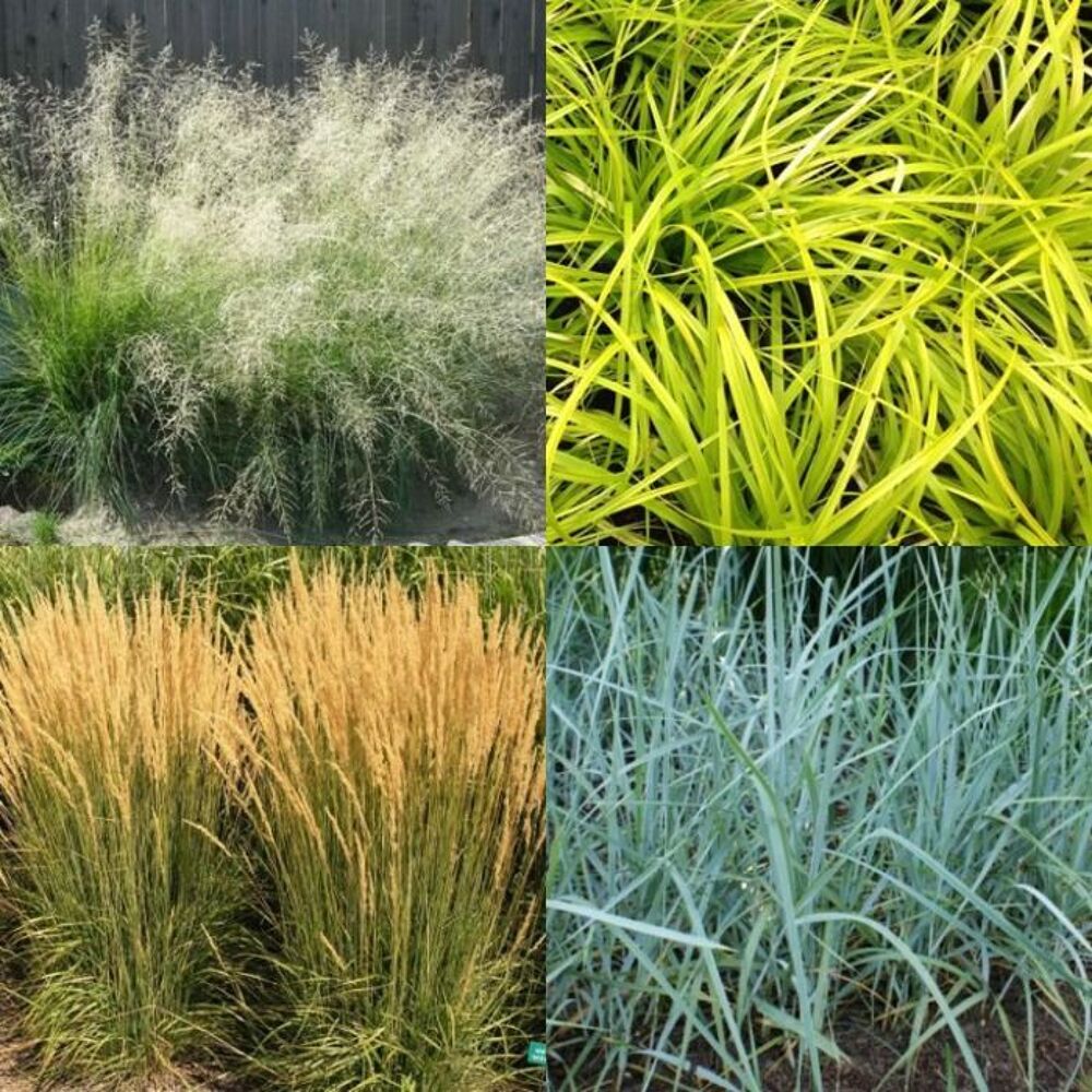 gramin&eacute;es ornementales Jardin