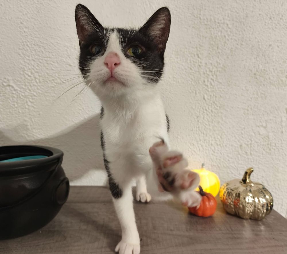   Piuma, chatte noire et blanche à adopter 