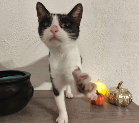 Piuma, chatte noire et blanche &agrave; adopter 230 18130 Bussy