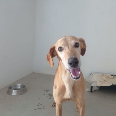 LOGAN💙 Un coeur XXL dans un format de 19 kg 195 24140 Douville