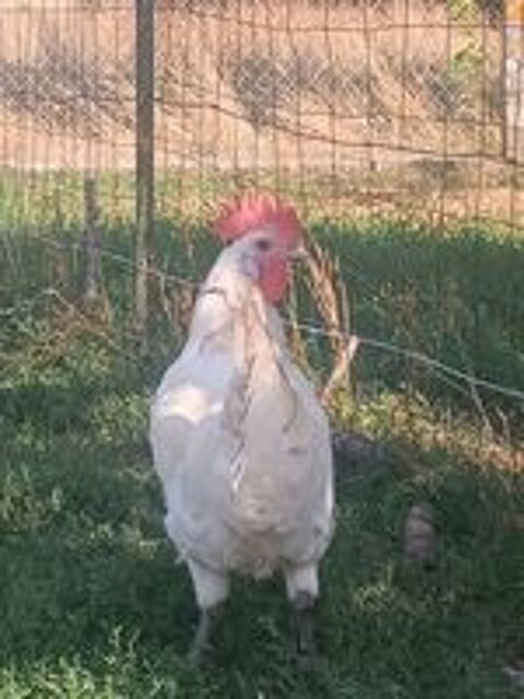   Couple poule de bresse 