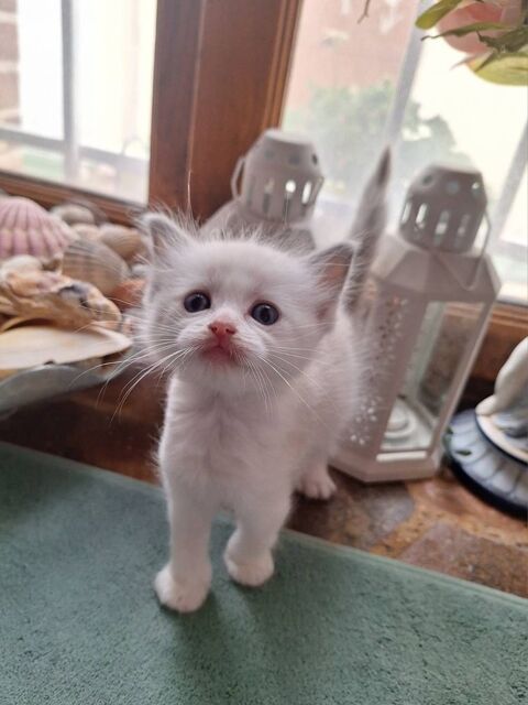 Adoption chatons Ragdoll LOOF 1350 77260 La ferté-sous-jouarre