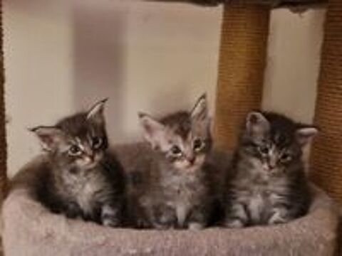   Maine Coon male LOOF née MAI 2025, dispo mi-juillet 