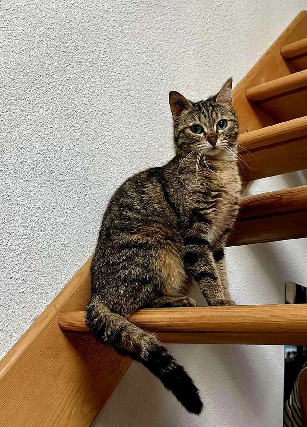   Juliette gentille chatte 10 mois cherche sauveur 