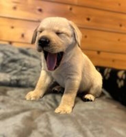   chiots Labrador LOF 