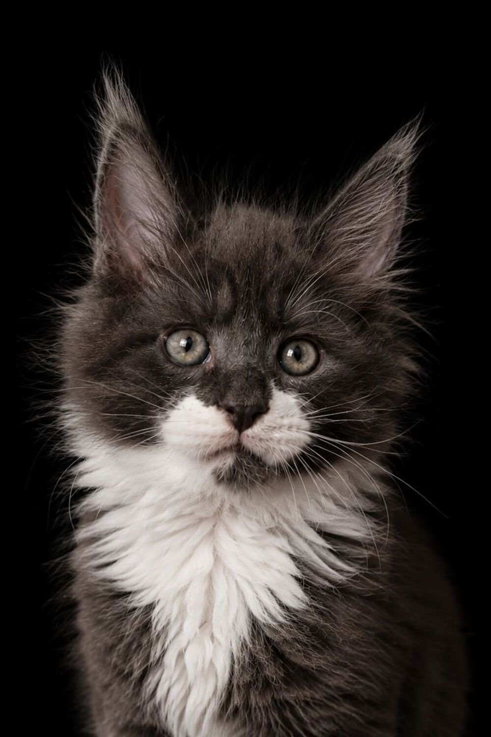  Maine Coon : 