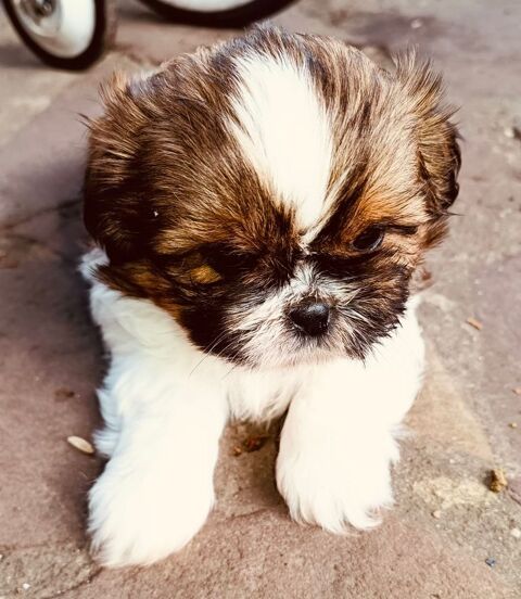 Adorable chiot Shih Tzu 850 94400 Vitry-sur-seine