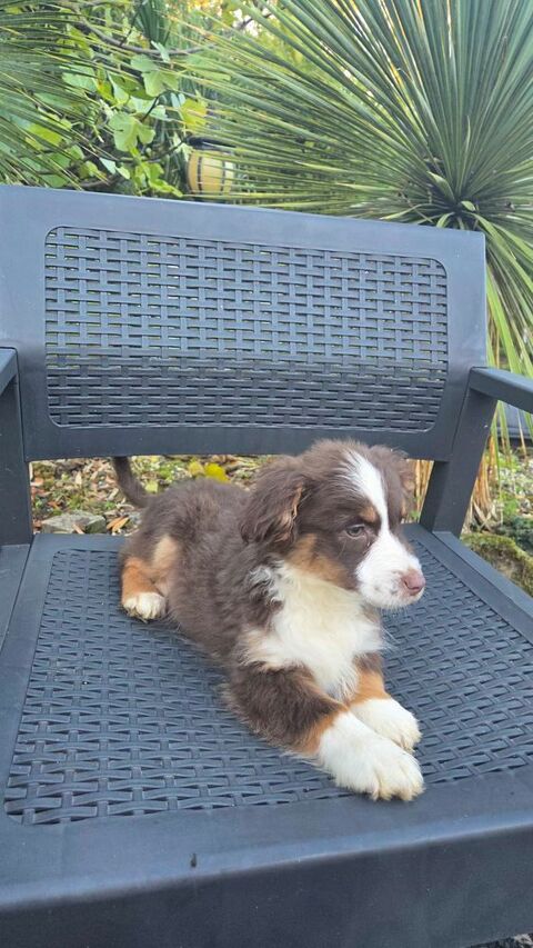 chiots berger australien disponibles  680 78660 Ablis