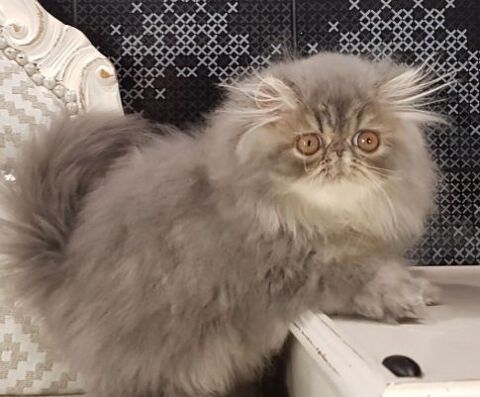 EXOTIC SHORTHAIR  et PERSAN, Loof 1200 20166 Pietrosella