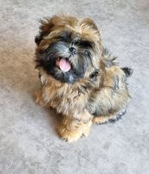   Chiots shih tzu lof 