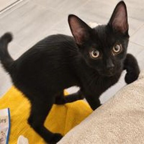   Orion - jeune chaton 
