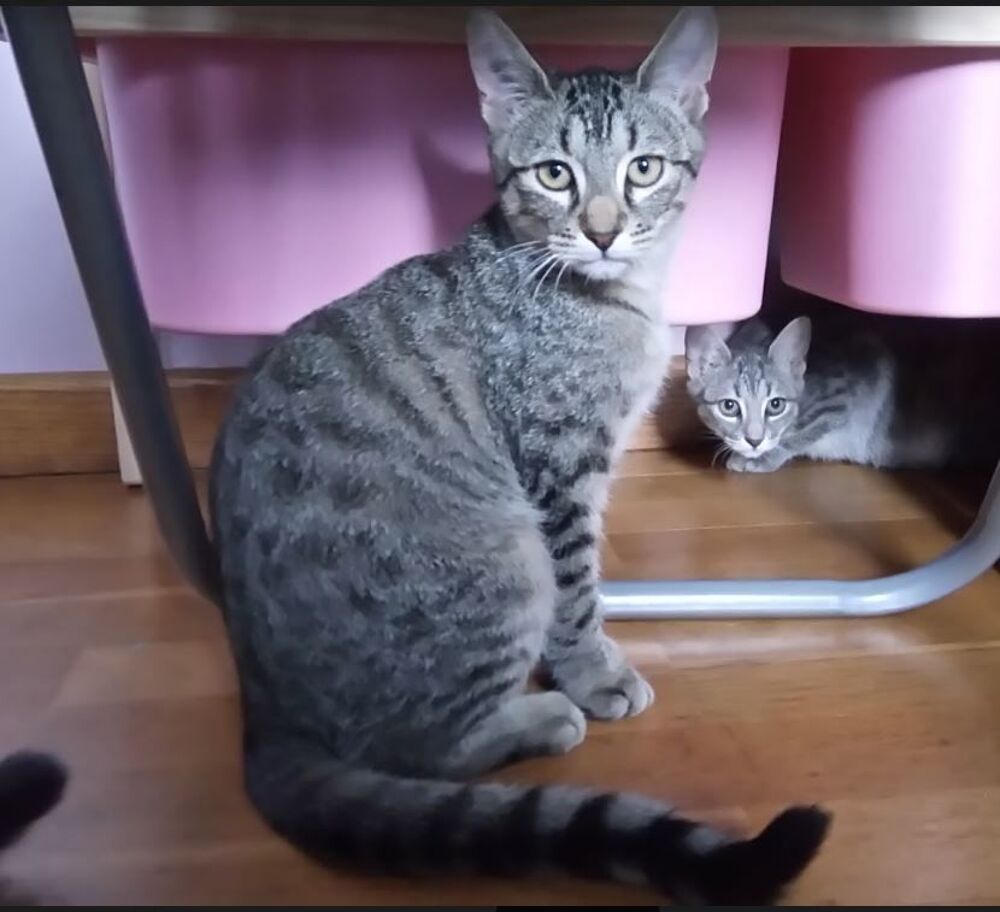   Kaito, europ�en tigr�, 8 mois 