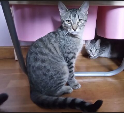 Kaito, europen tigr, 8 mois 78000 Versailles