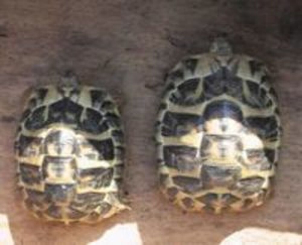   Couple de tortues terrestres. 