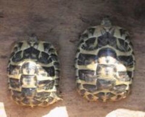 Couple de tortues terrestres. 230 06550 La roquette-sur-siagne