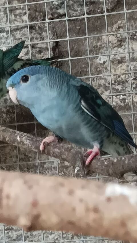 perruche catherine 45 44350 Gu�rande