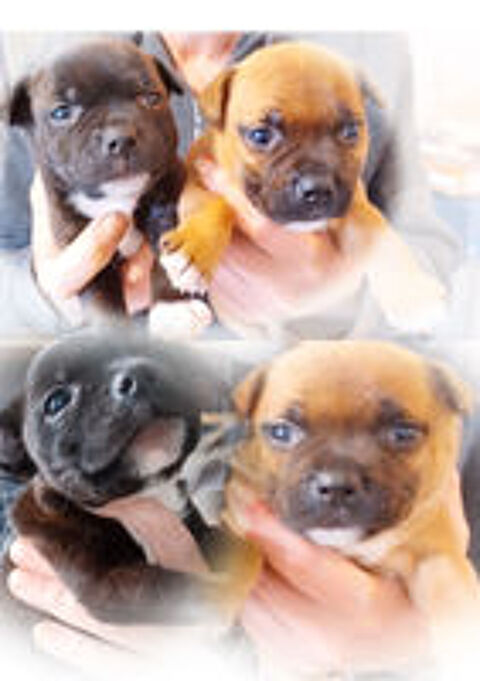   chiots staffies ,origines itcheboren , sérious-staff 