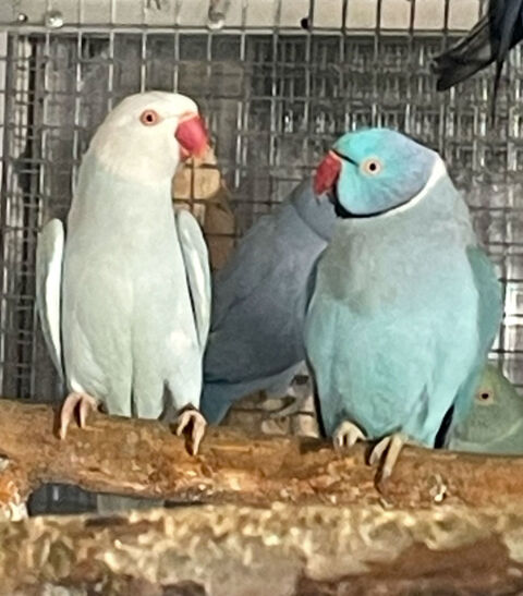couple perruche à  collier 250 Boussy-Saint-Antoine (91)