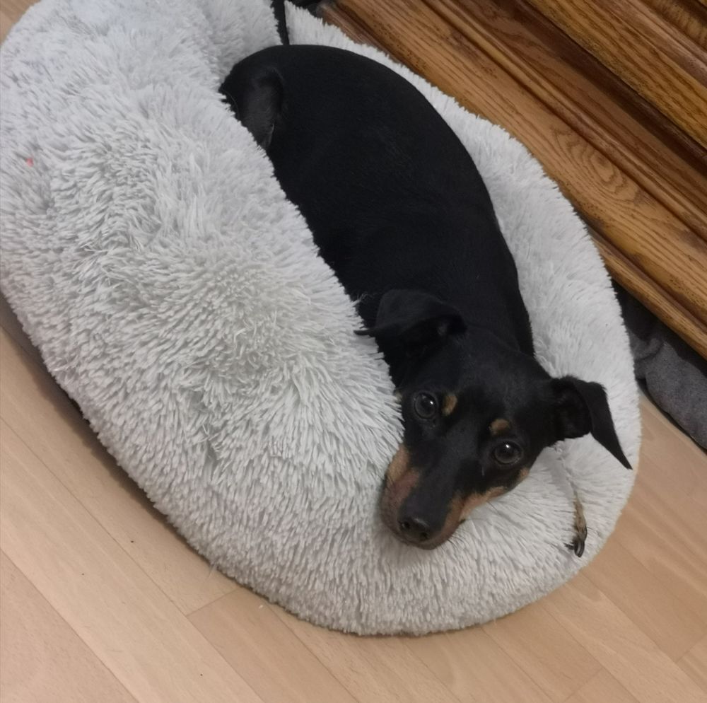   Pinscher moyen  