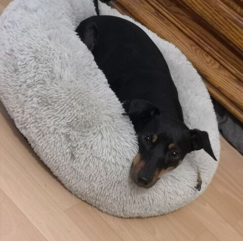 Pinscher moyen 0 51100 Reims