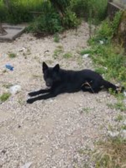   Donne chien  