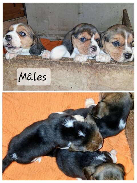 Chiots beagle LOF 800 12360 Peux-et-couffouleux