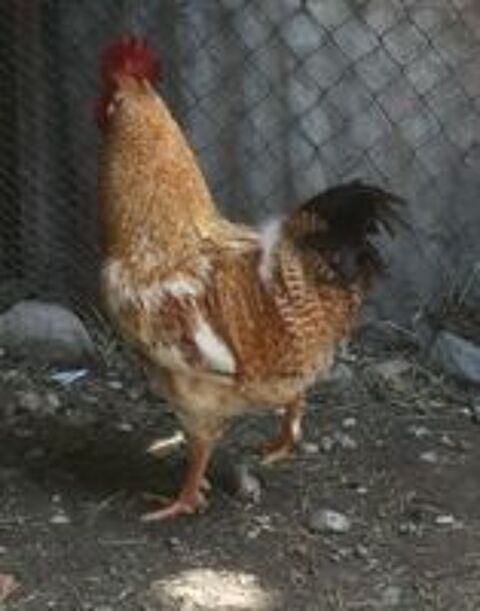   Beau coq de ferme orange reproducteur 