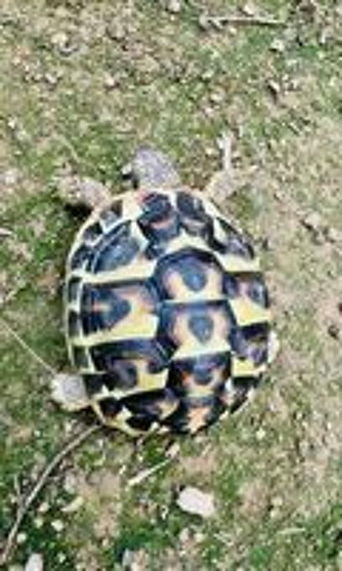   Tortue de 4 ans  