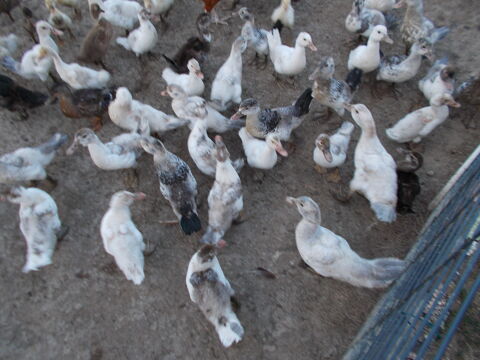 CANARD BARBARIE 10 01400 Condeissiat