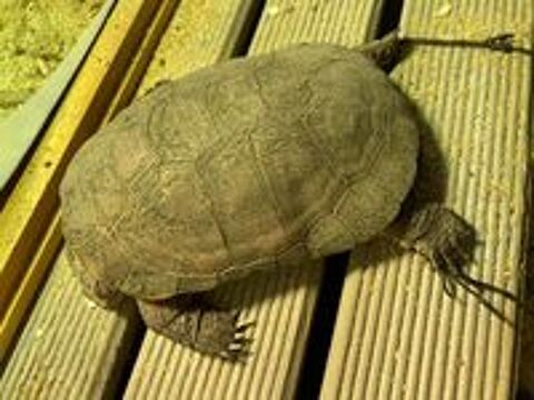   FOKELY, magnifique tortue P�lom�dusa subrafa � l'adoption 