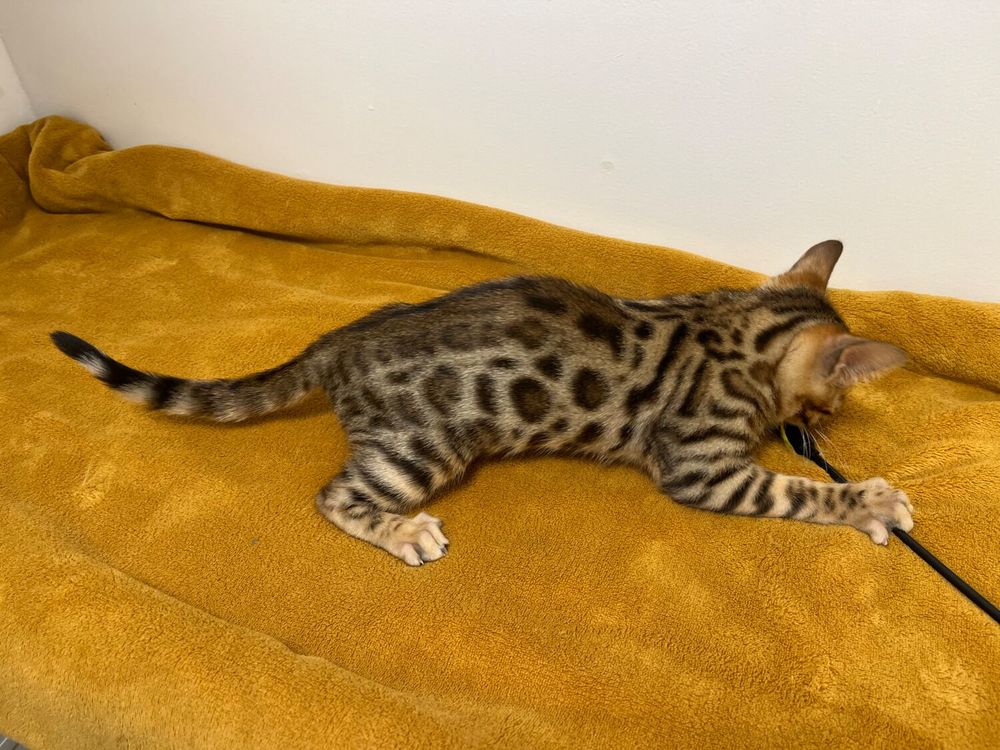   ALSACE. SUPERBES CHATONS BENGAL 