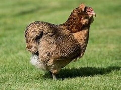Recherche poule Araucana 0 87230 Les cars