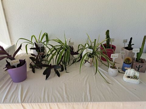 Plantes avec cache pots diffrents  petits prix 3 Agen (47)