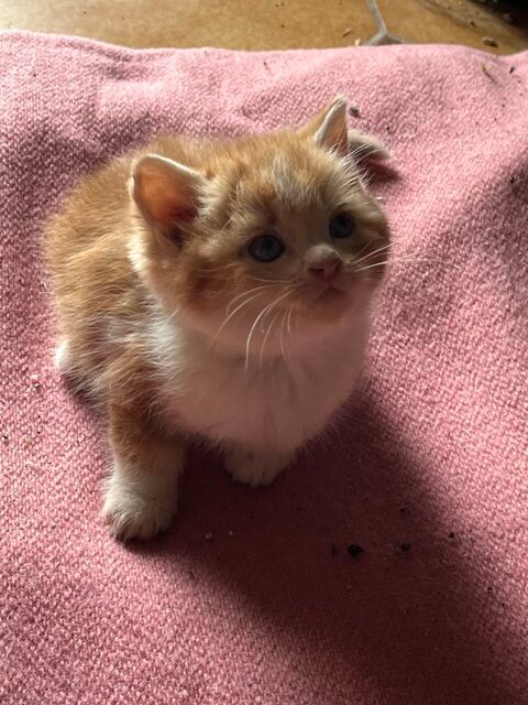 Chatons croisés persans 400 52230 chenay