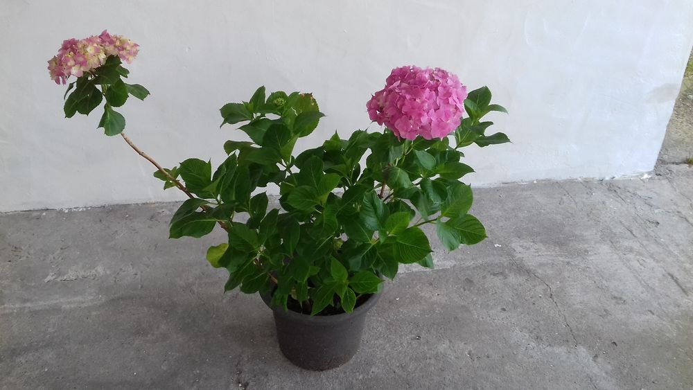 POT de 3 PIEDS D'HORTENSIAS ROSES Jardin
