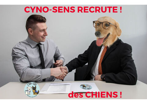 L'association Cyno-sens recherche 2 chiens à adopter/acheter afin de les évaluer pour une formation de chien d'assistance. 0 54100 Nancy